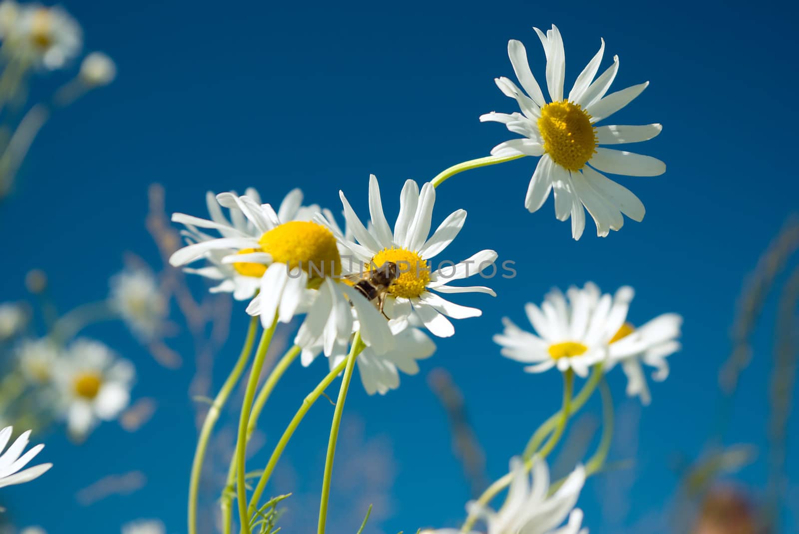 Beautiful summer. beautiful chamomiles on a sky background