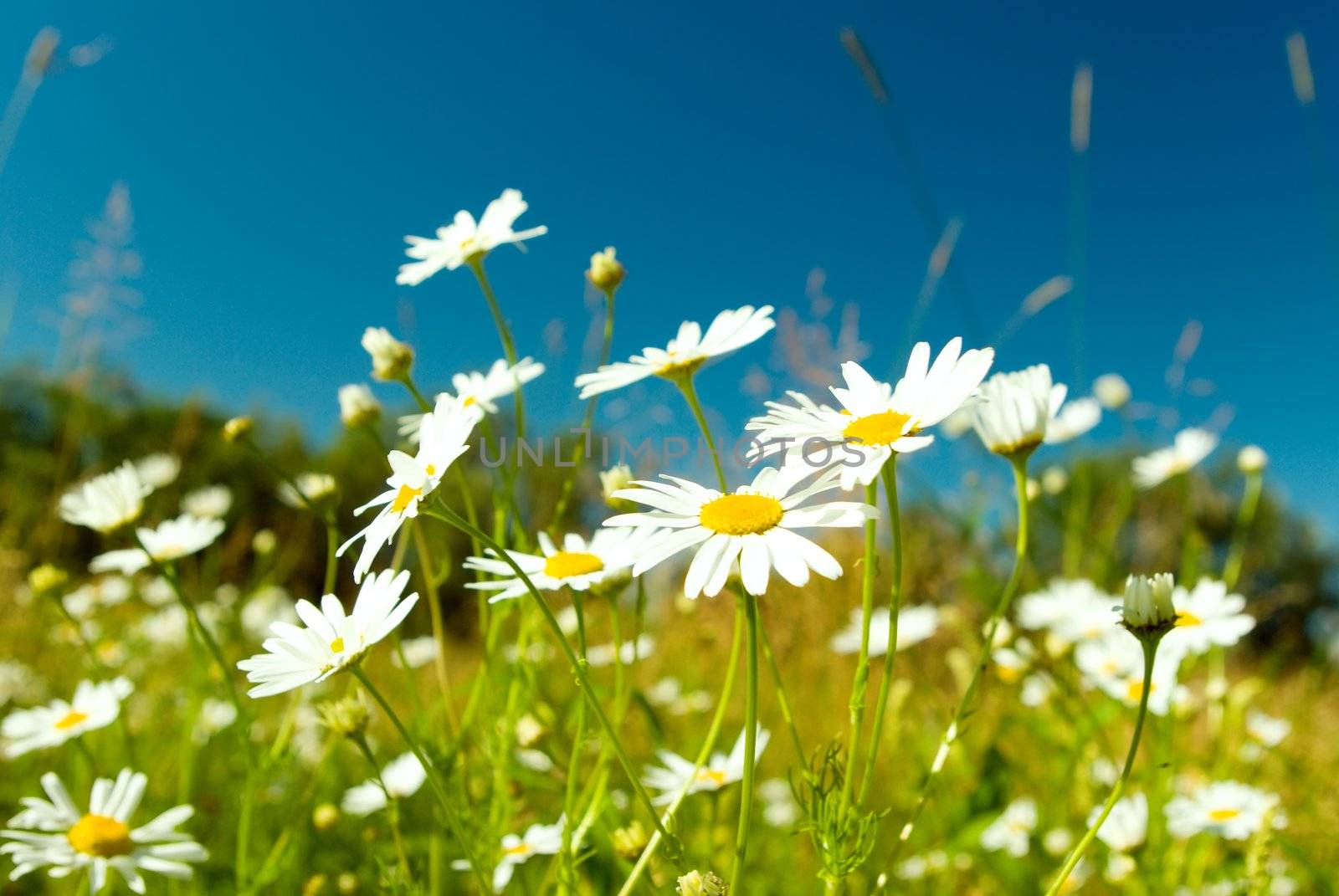 Beautiful summer. beautiful chamomiles on a sky background
