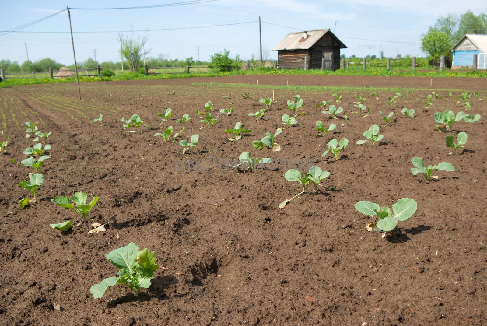 Cabbage seedling
