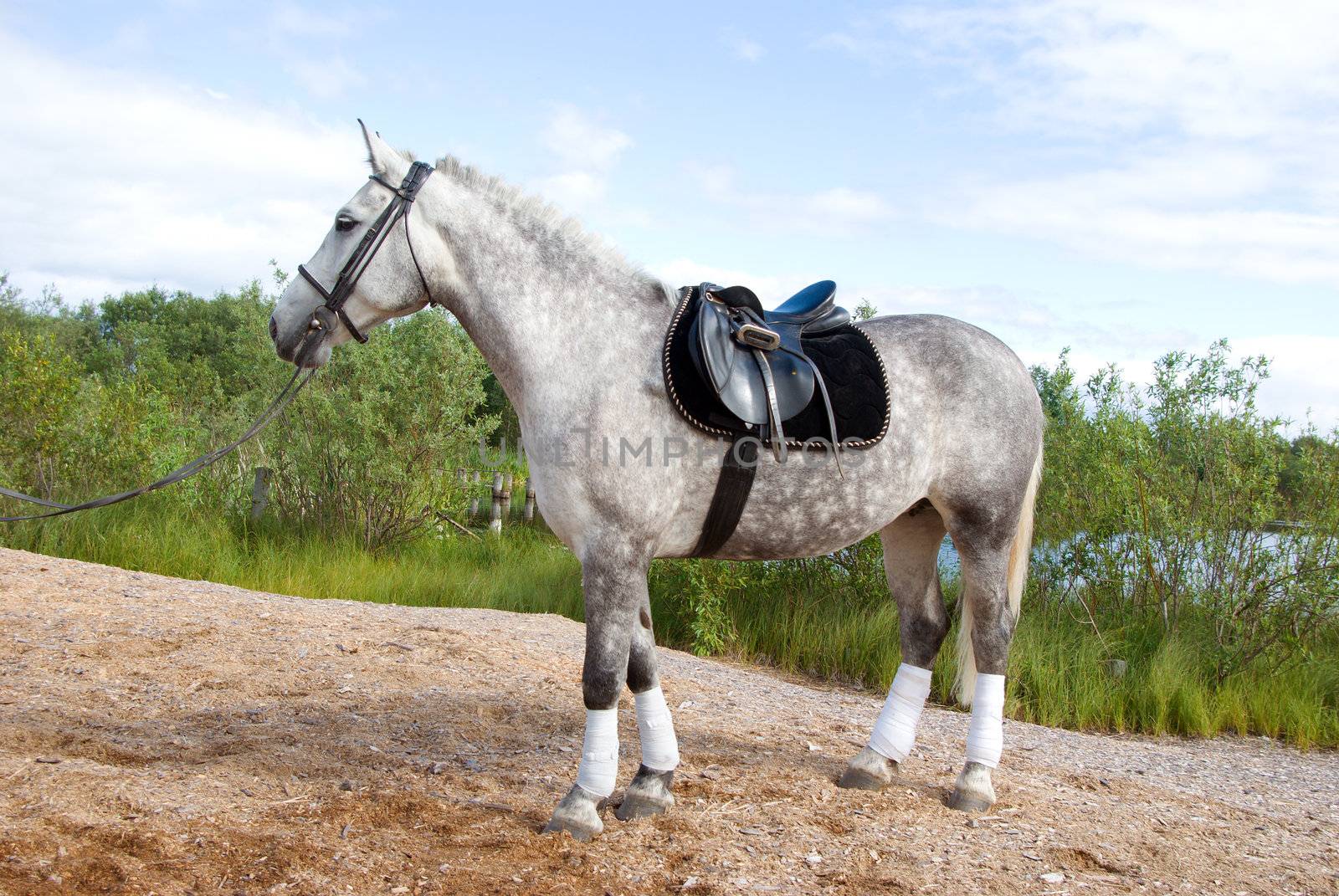 racehorse outdoor.Graceful animal