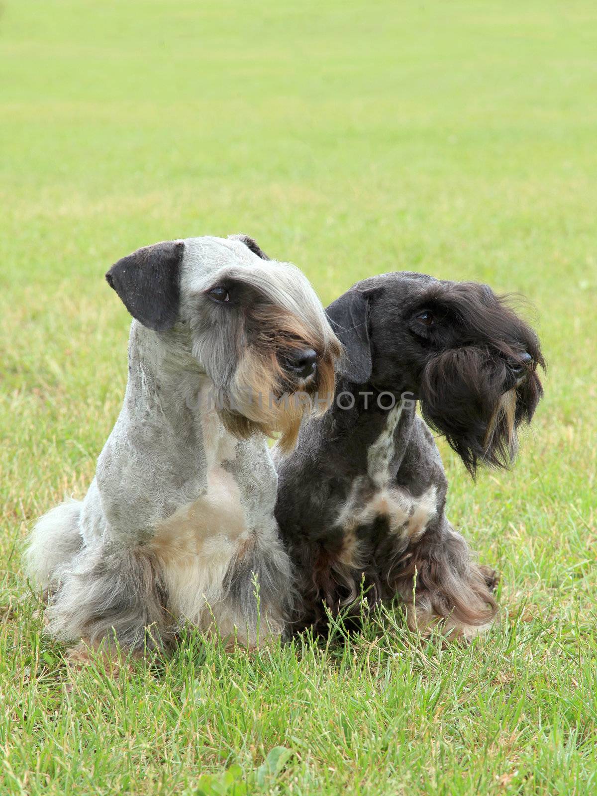 The funny two czech terriers on the meadow