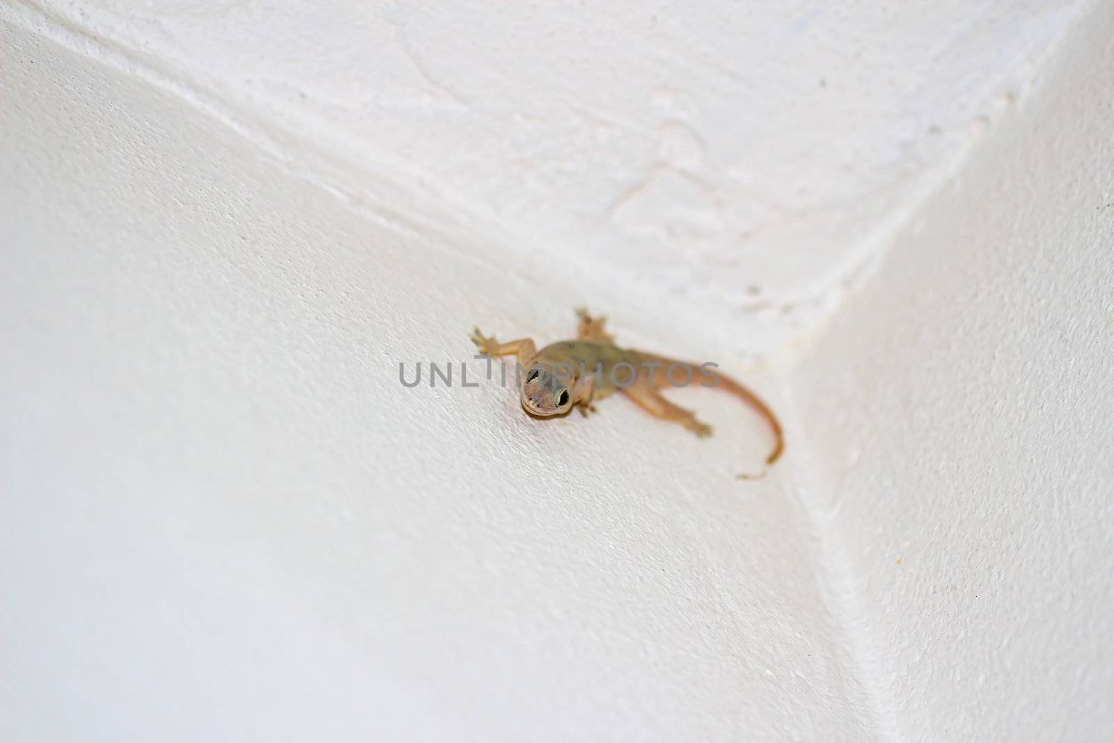 Lizard in wall