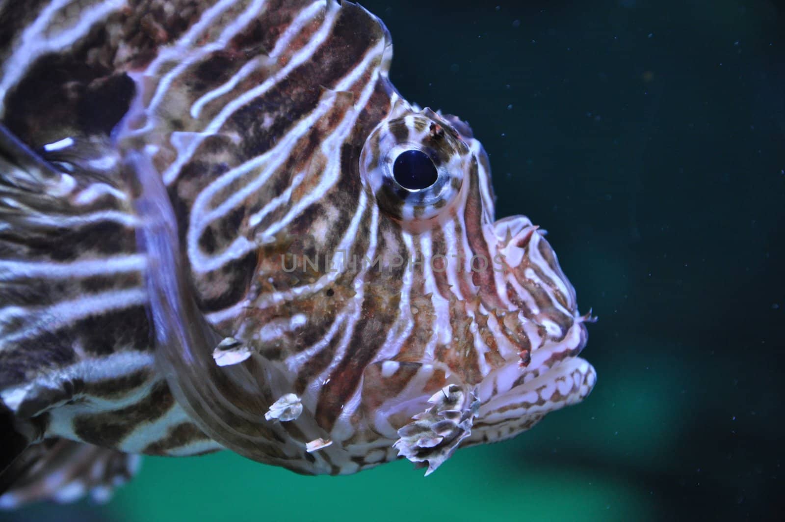 Lion fish in the water by anderm