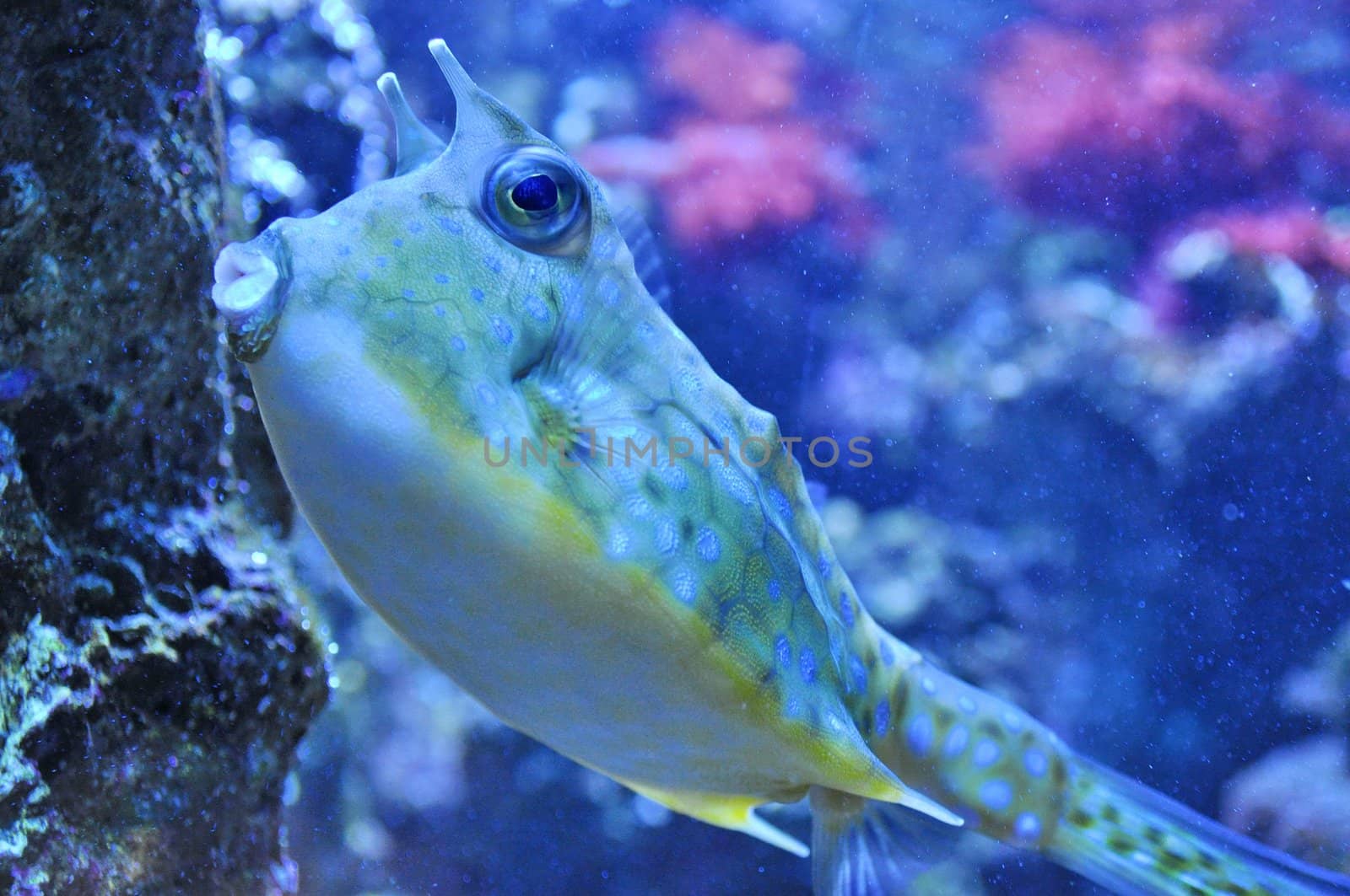 Two Horned Cow fish by anderm