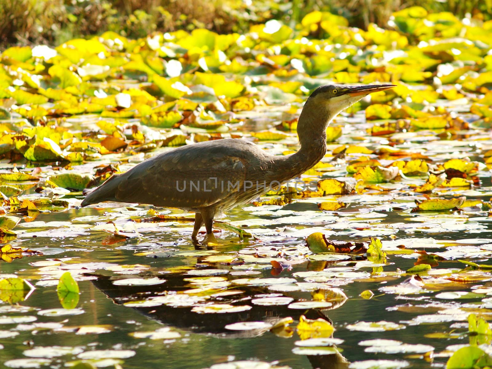 Crane bird in a lake by anderm