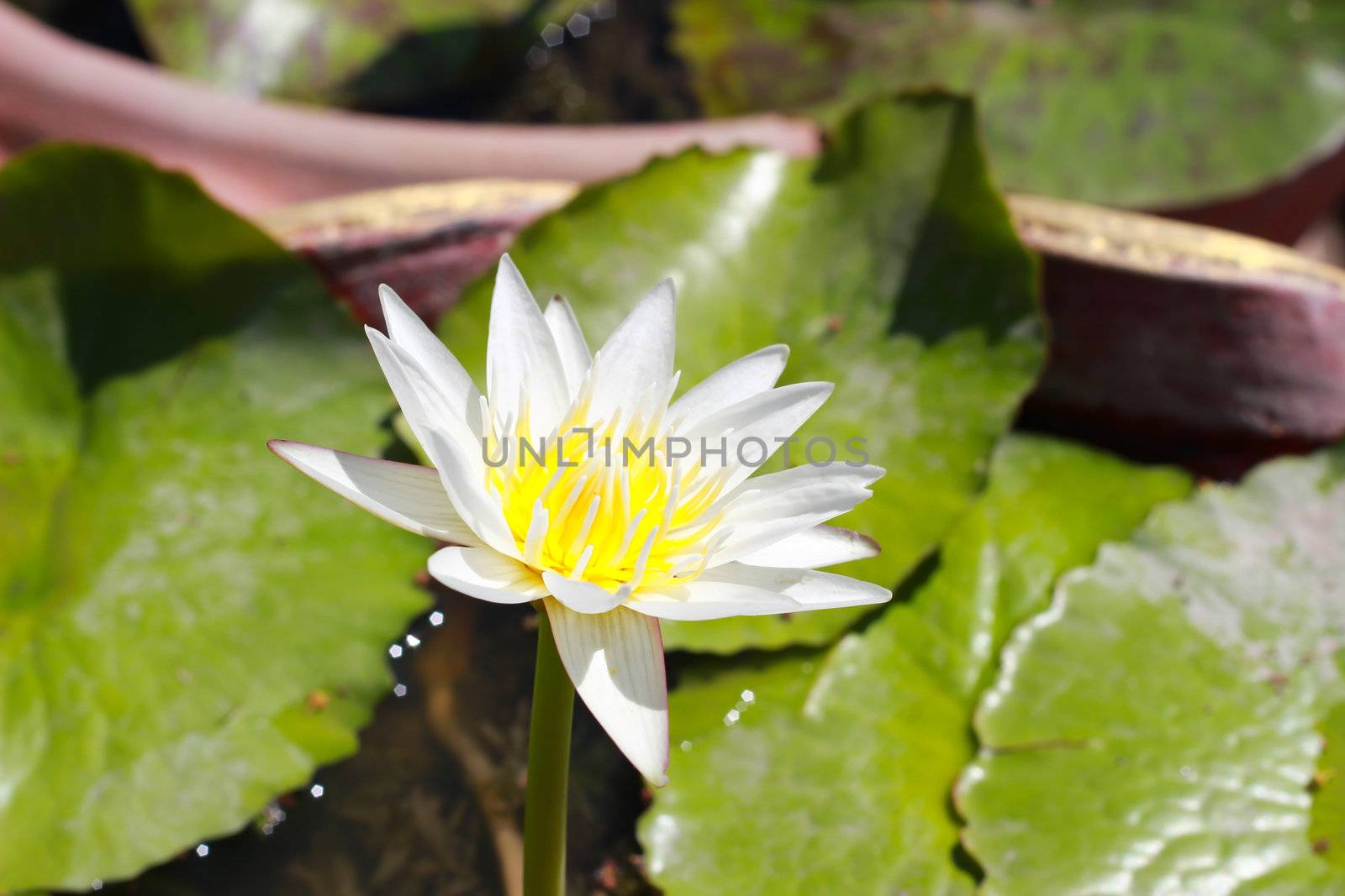 White lotus flower by bajita111122