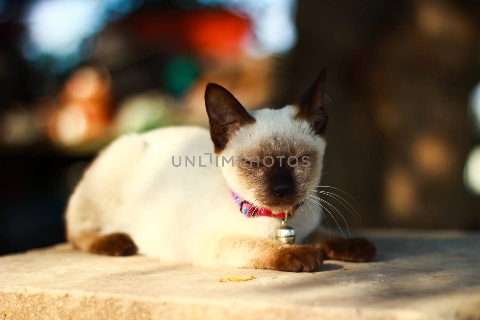 Thai kitten by bajita111122