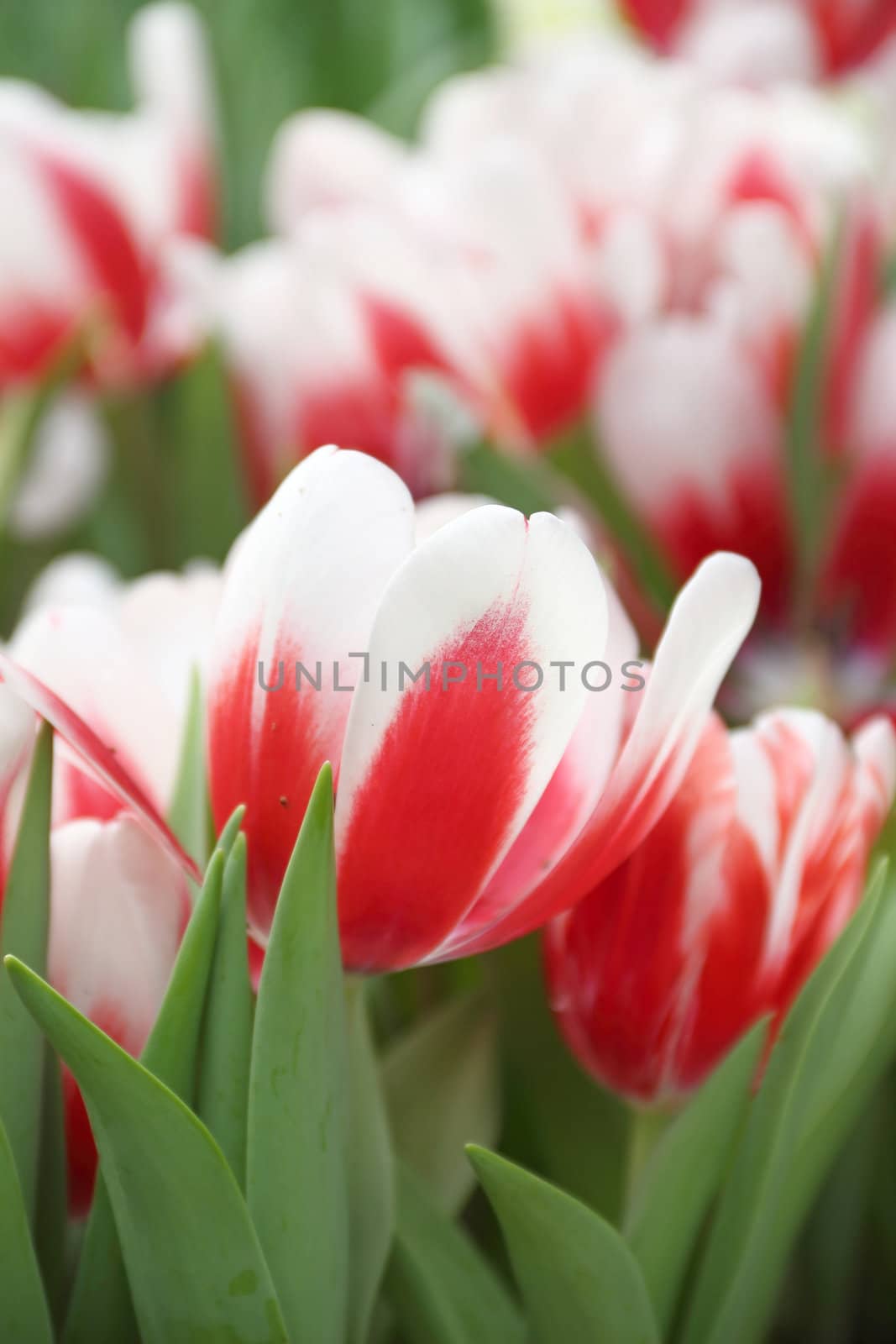 Close up tulip in a field