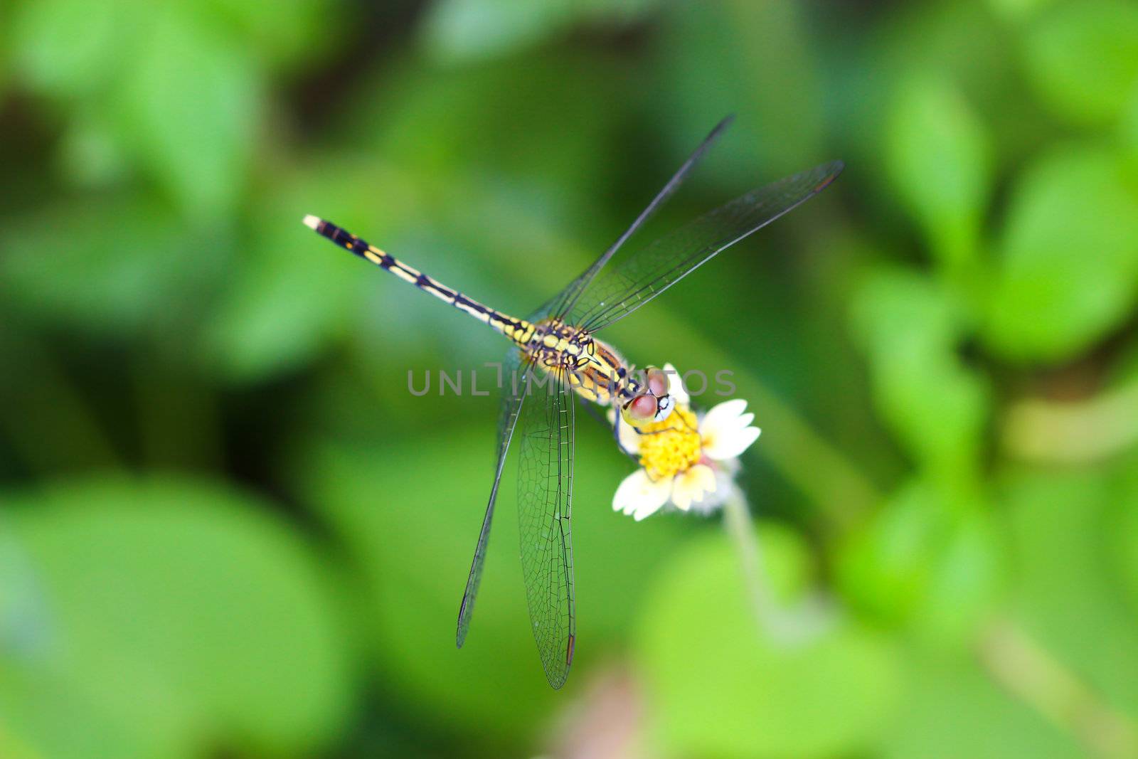 dragonfly outdoor by bajita111122