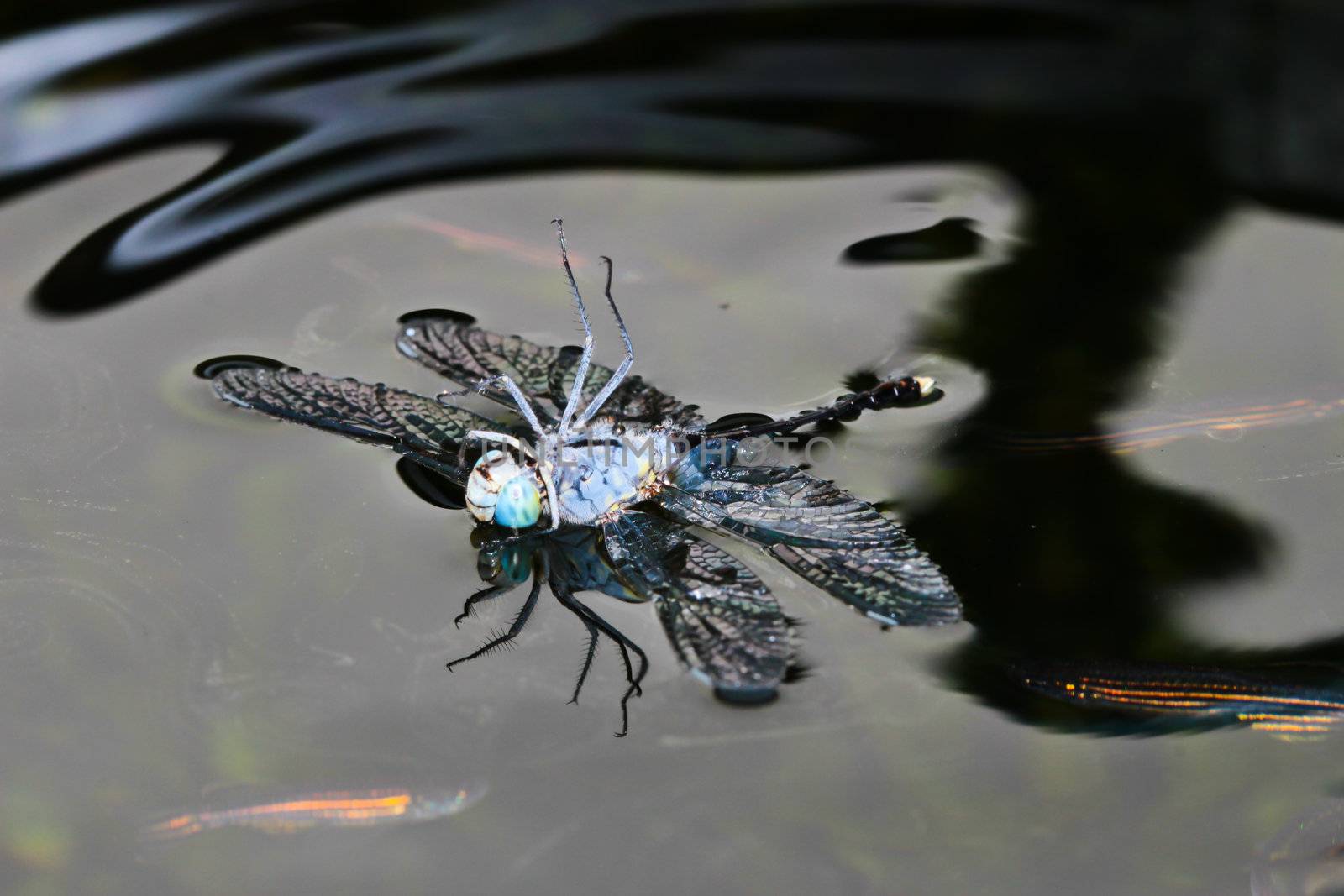 dragonfly on water by bajita111122