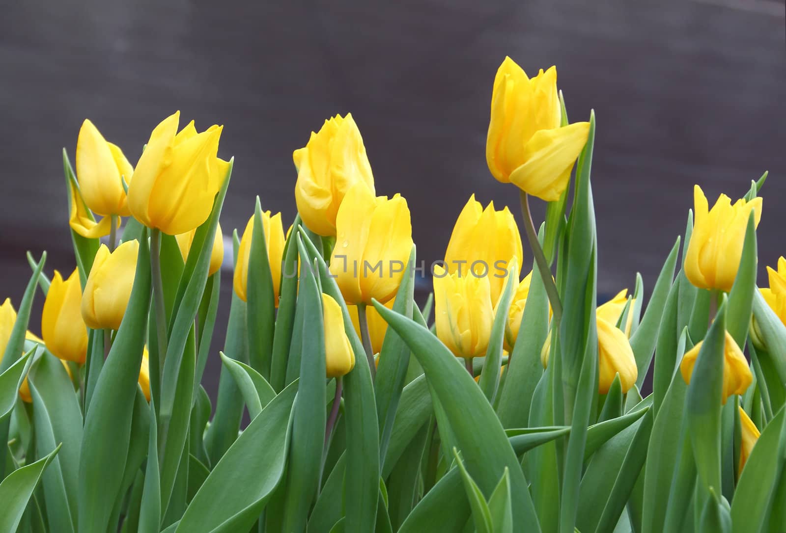 Group of yellow tulips