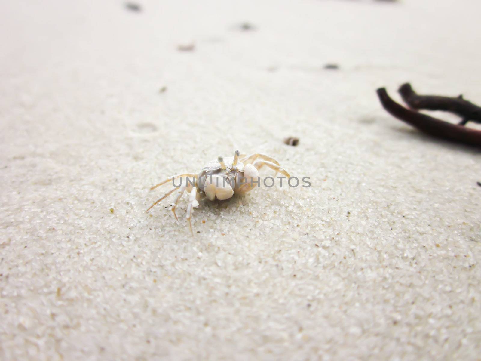 Tiny ghost crab on a sand beach by bajita111122