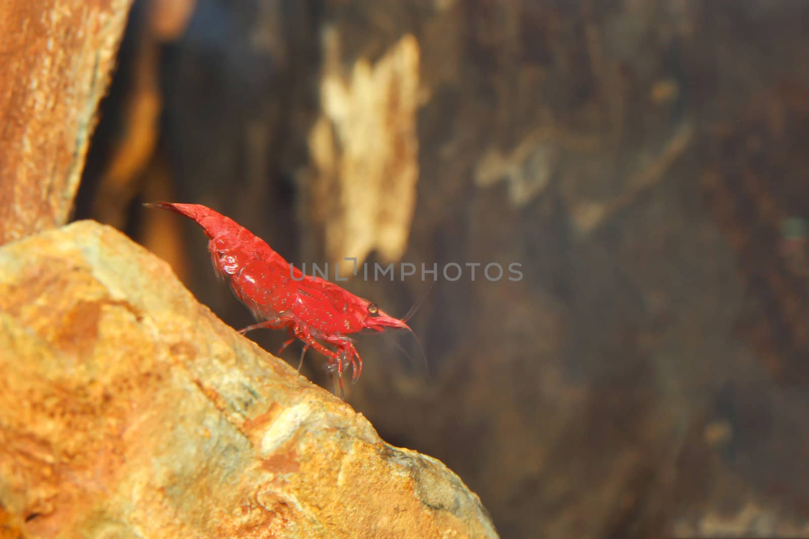 red shrimp by bajita111122