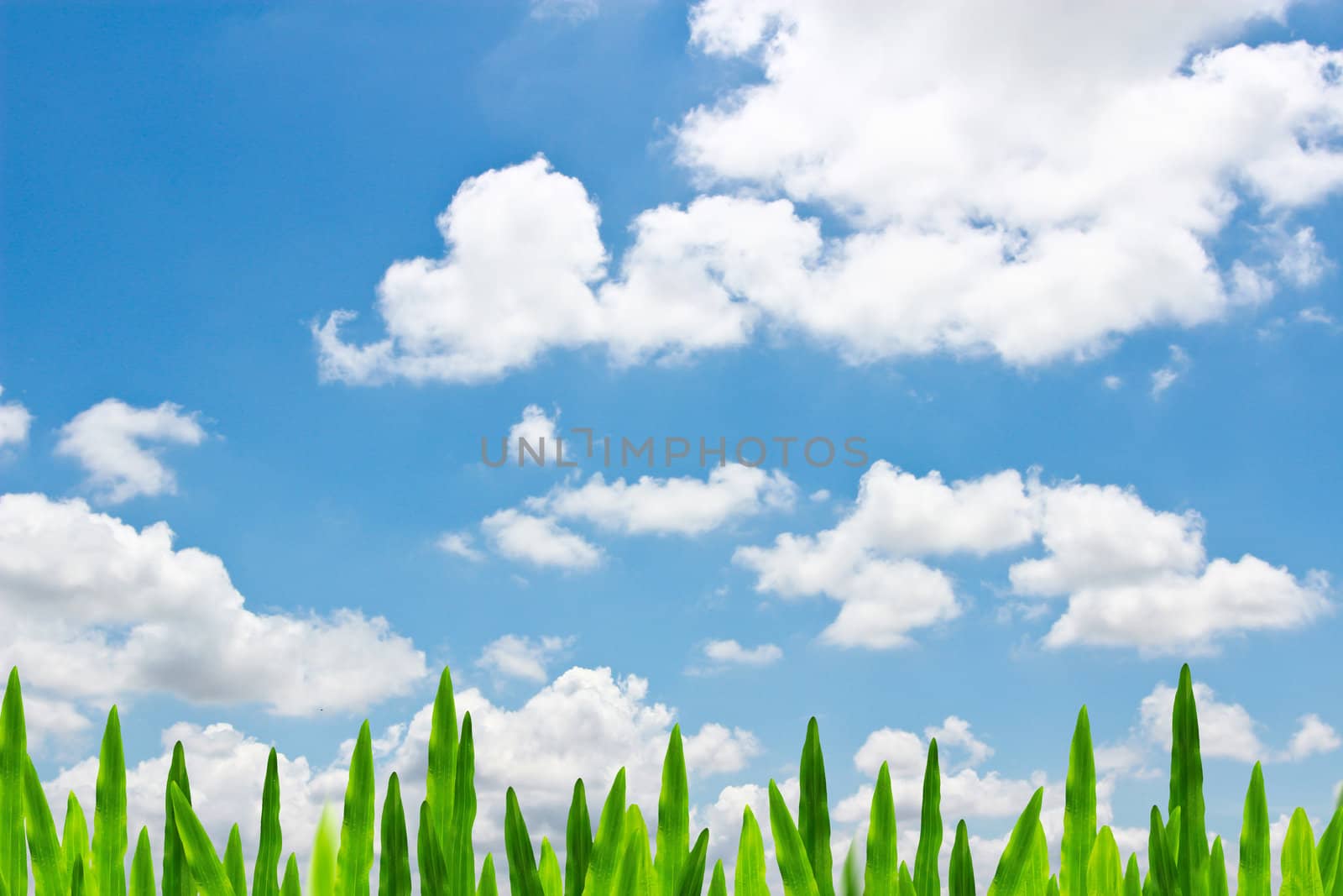 Green grass in blue sky with clouds. by bajita111122