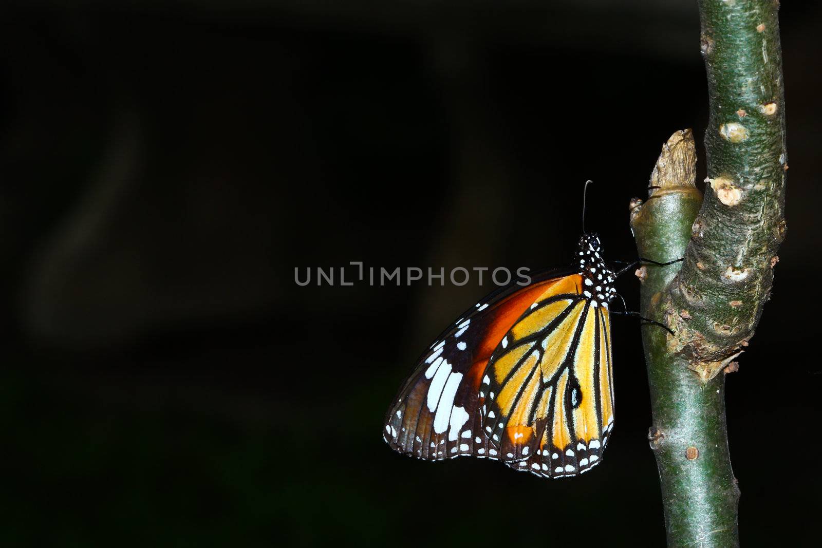A butterfly by bajita111122