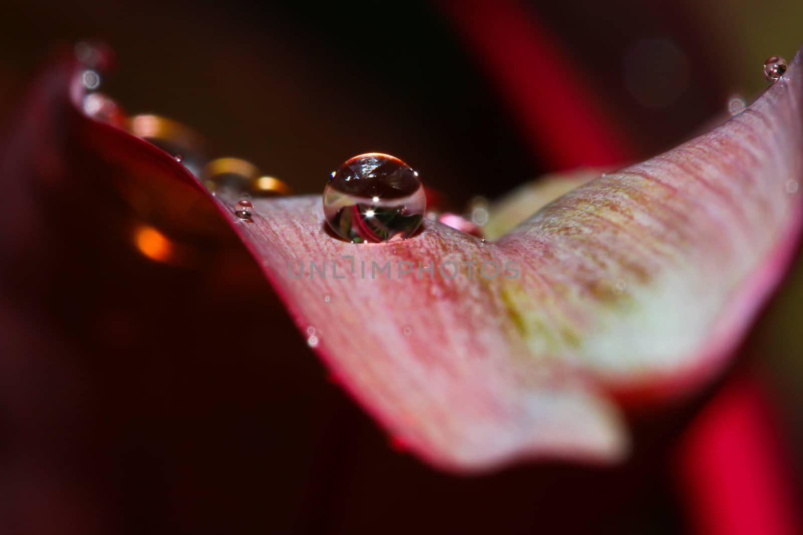Water drops on fresh  leaf,