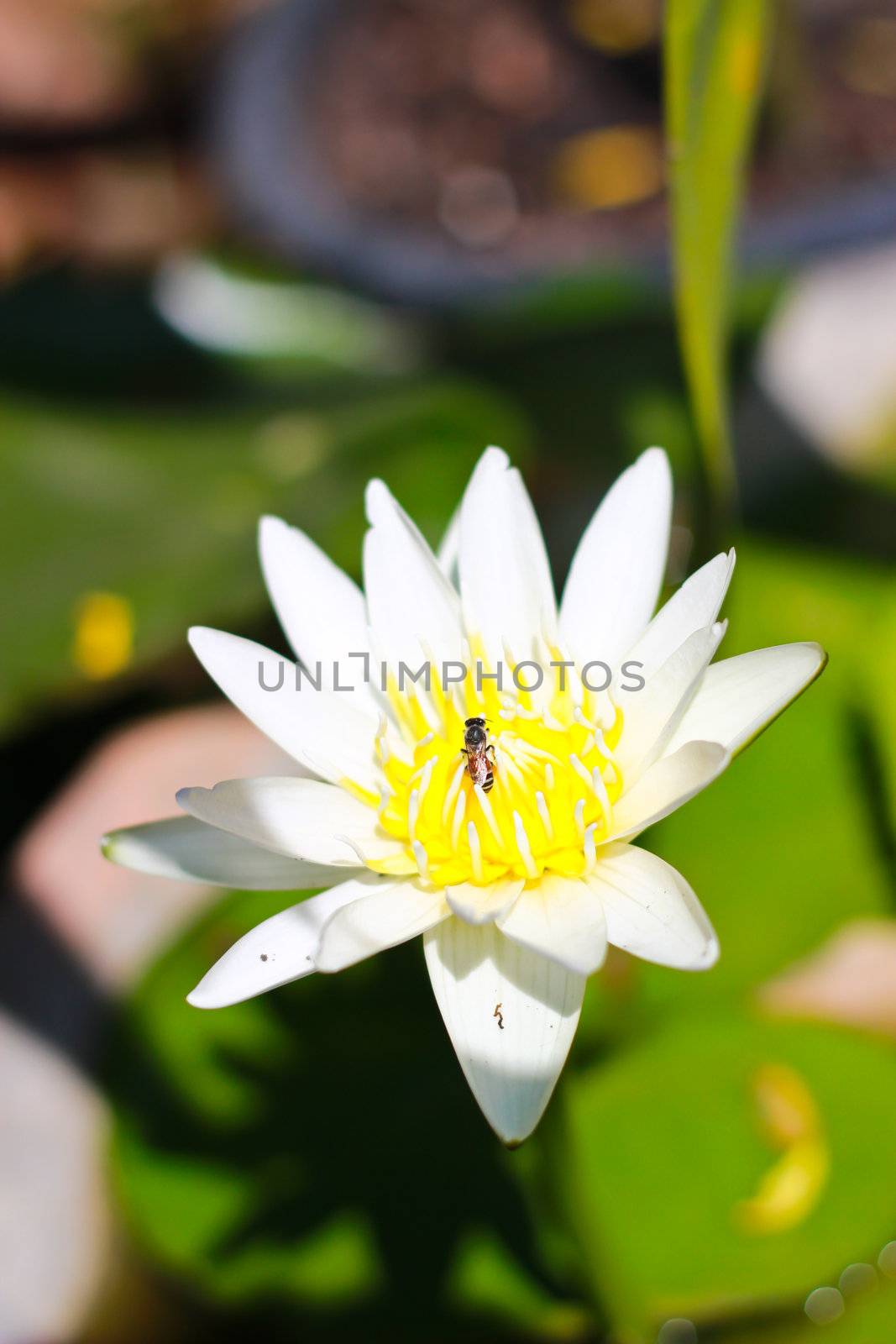 White lotus flower by bajita111122