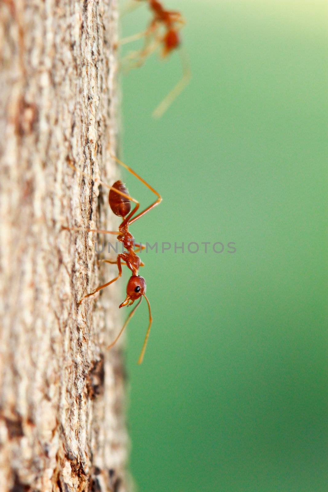 Ant on tree