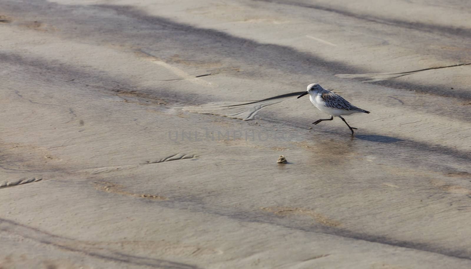 Panning image of a tiny Semipalmated Sandpiper (Calidris pusilla)  bird running on the wet sand of a coast in western Europe.