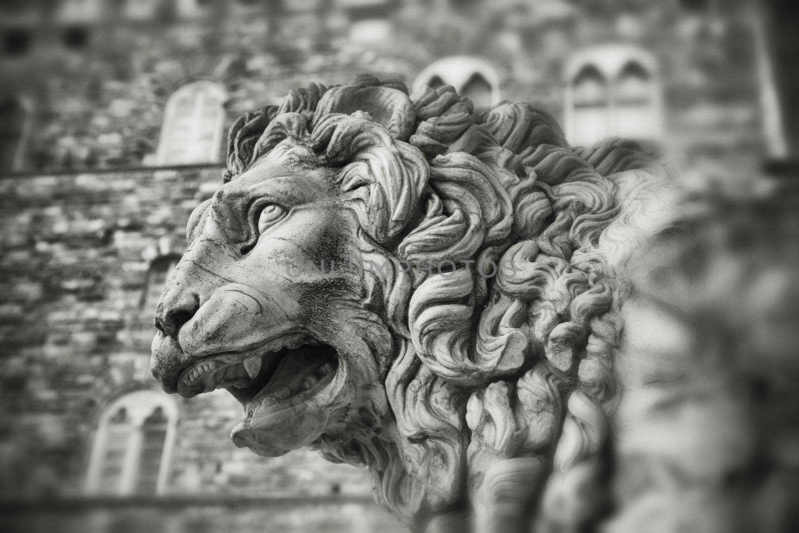 Stone lion - Florence - Tuscany - Italy.