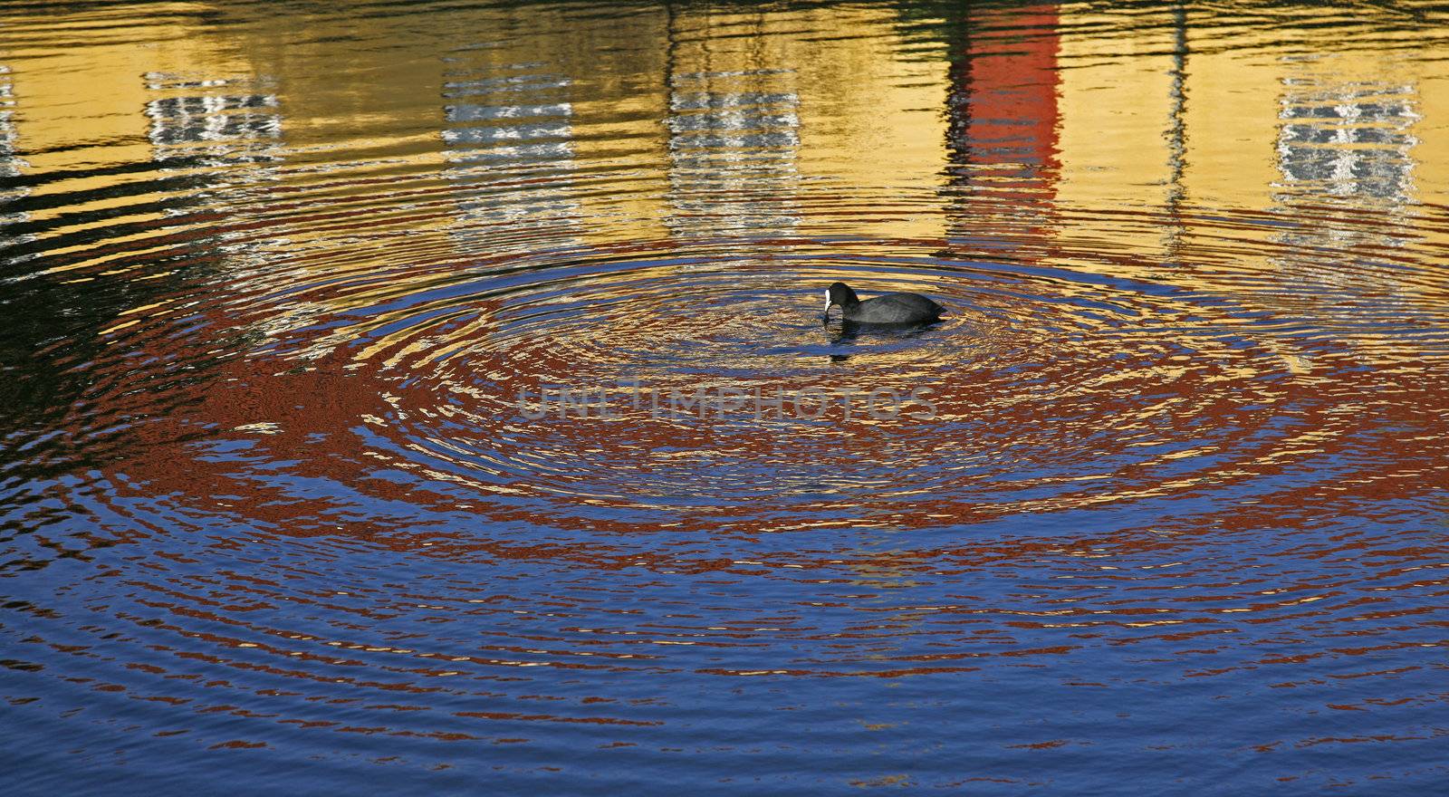 Coot in colorful water by ABCDK