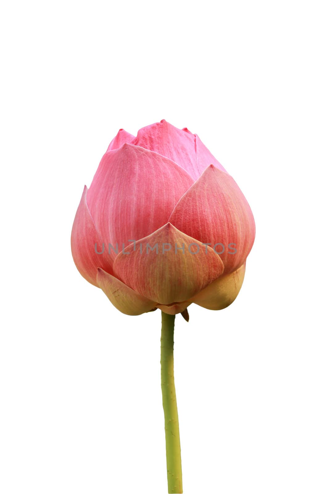 pink lotus isolated on white background by bajita111122