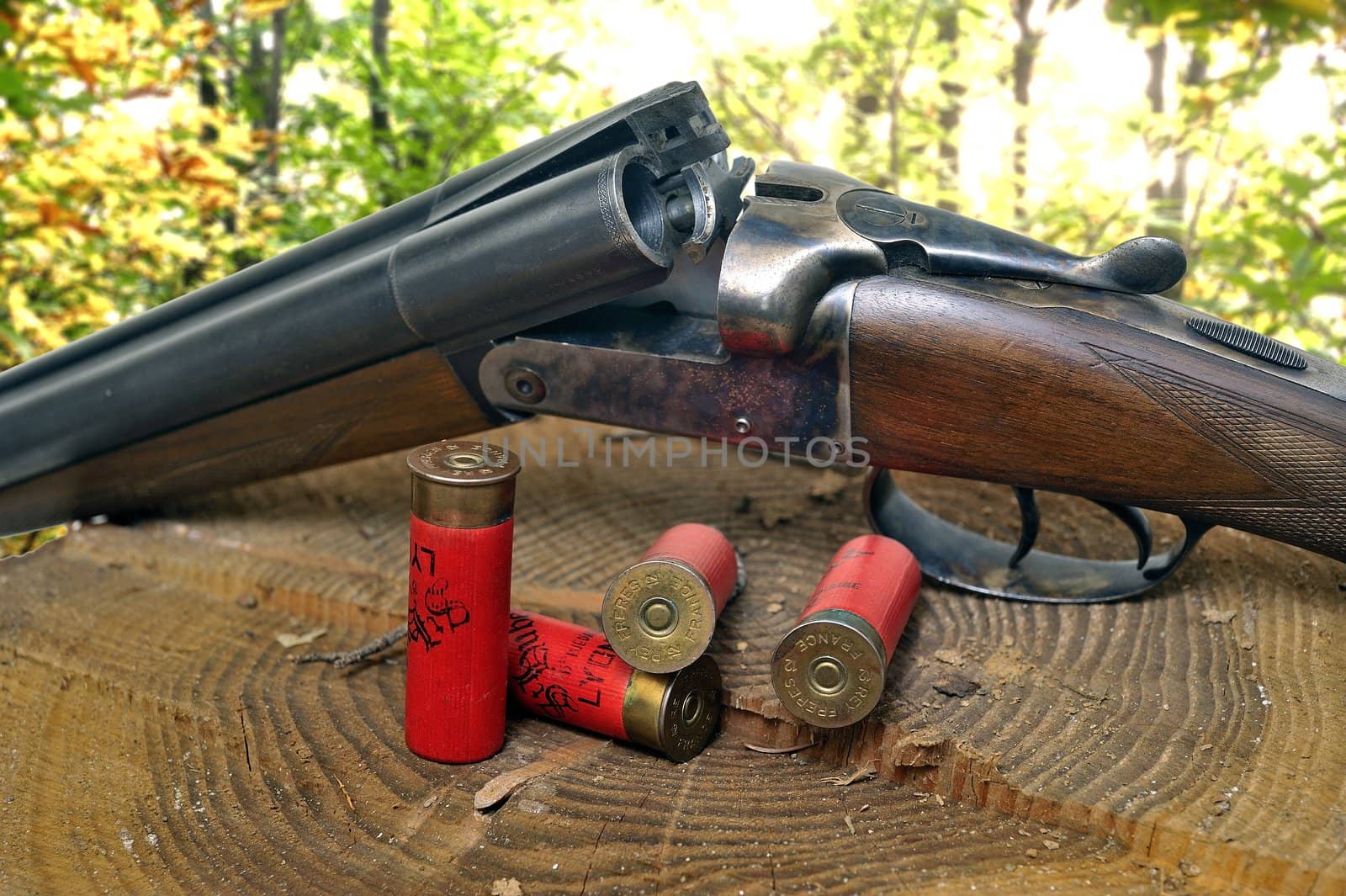 shotgun and its cartridges. Still life representing hunting.
