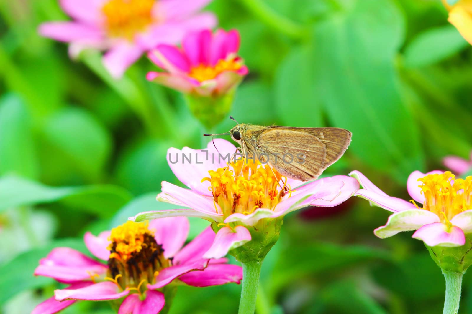 butterfly feeding on a flower on a bright sunny day