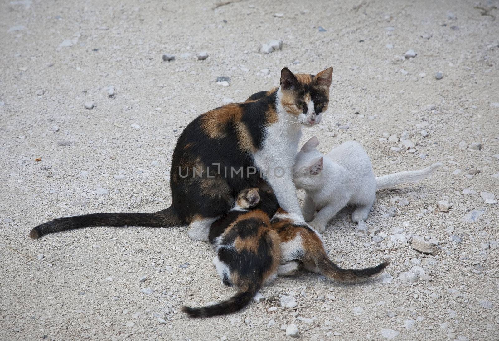 Wild Croatian mother cat with sucking kittens at parking lot.
