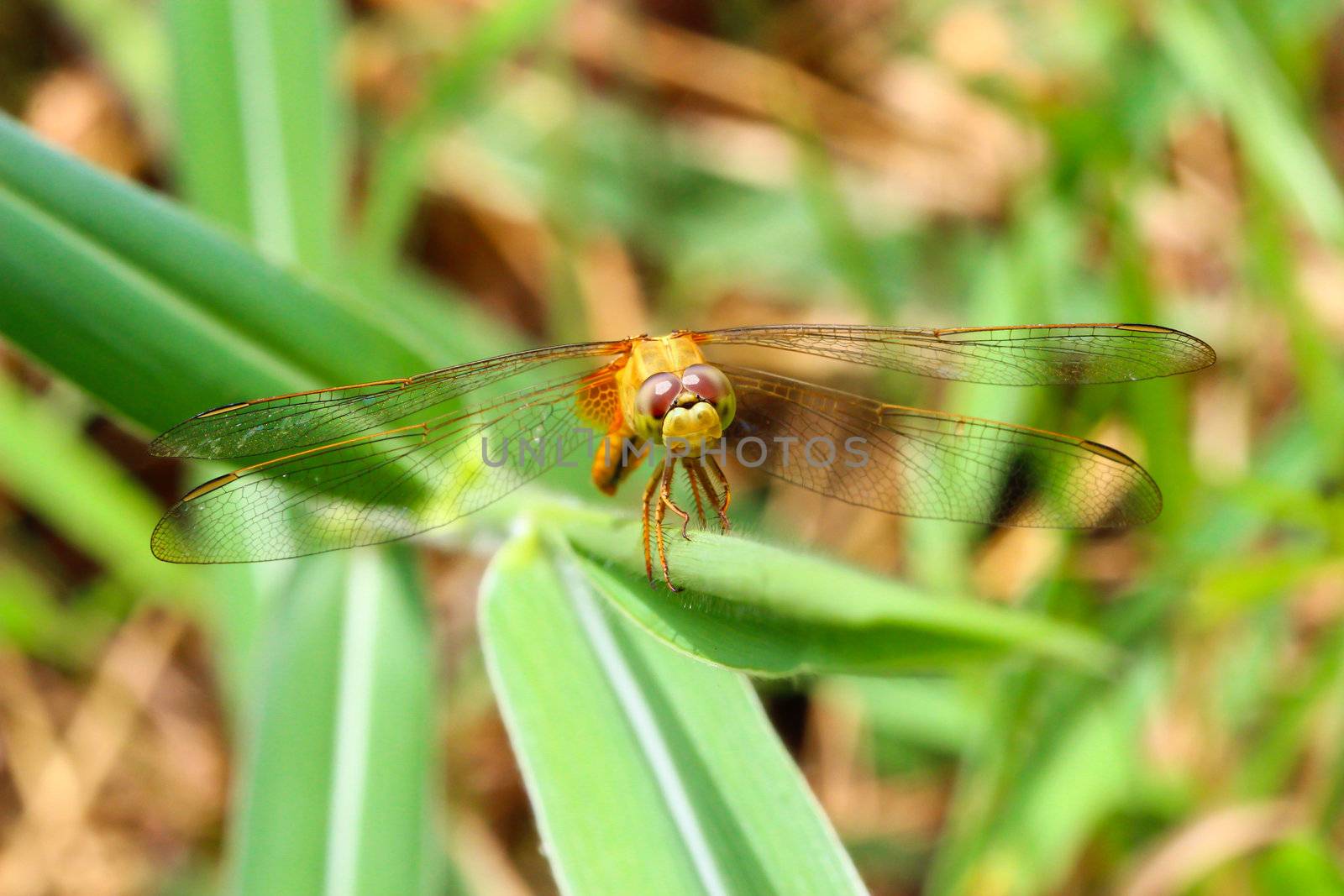 dragonfly outdoor by bajita111122