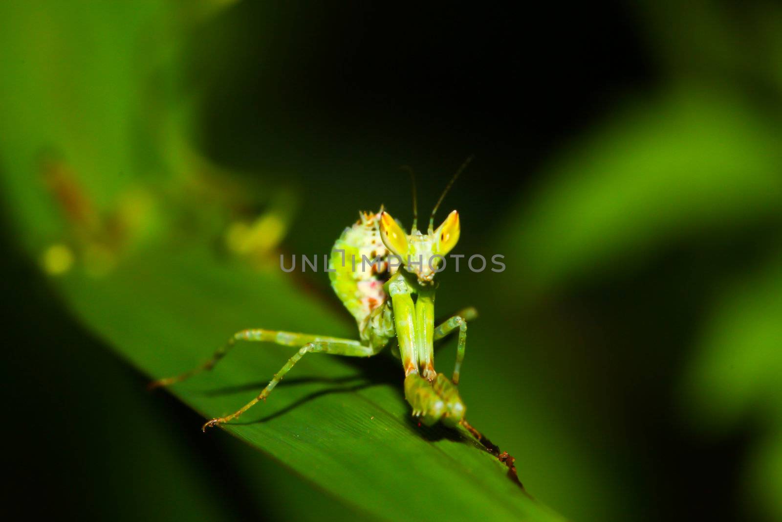 green mantis mantide  by bajita111122