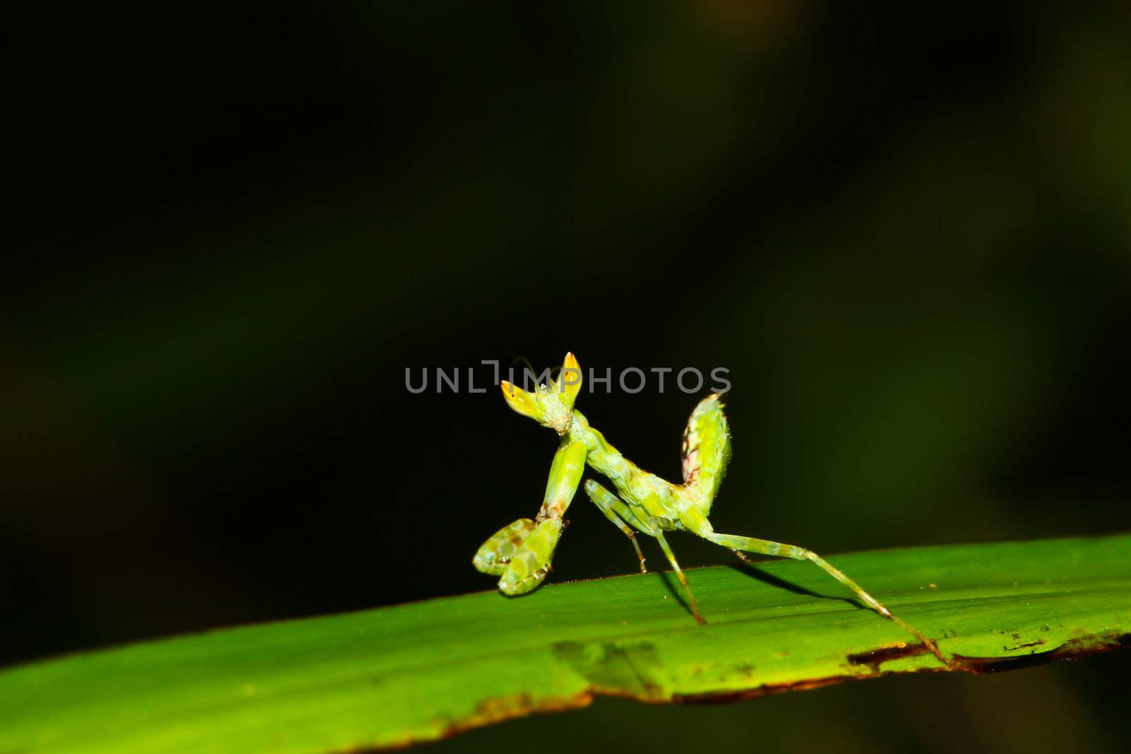 green mantis mantide by bajita111122