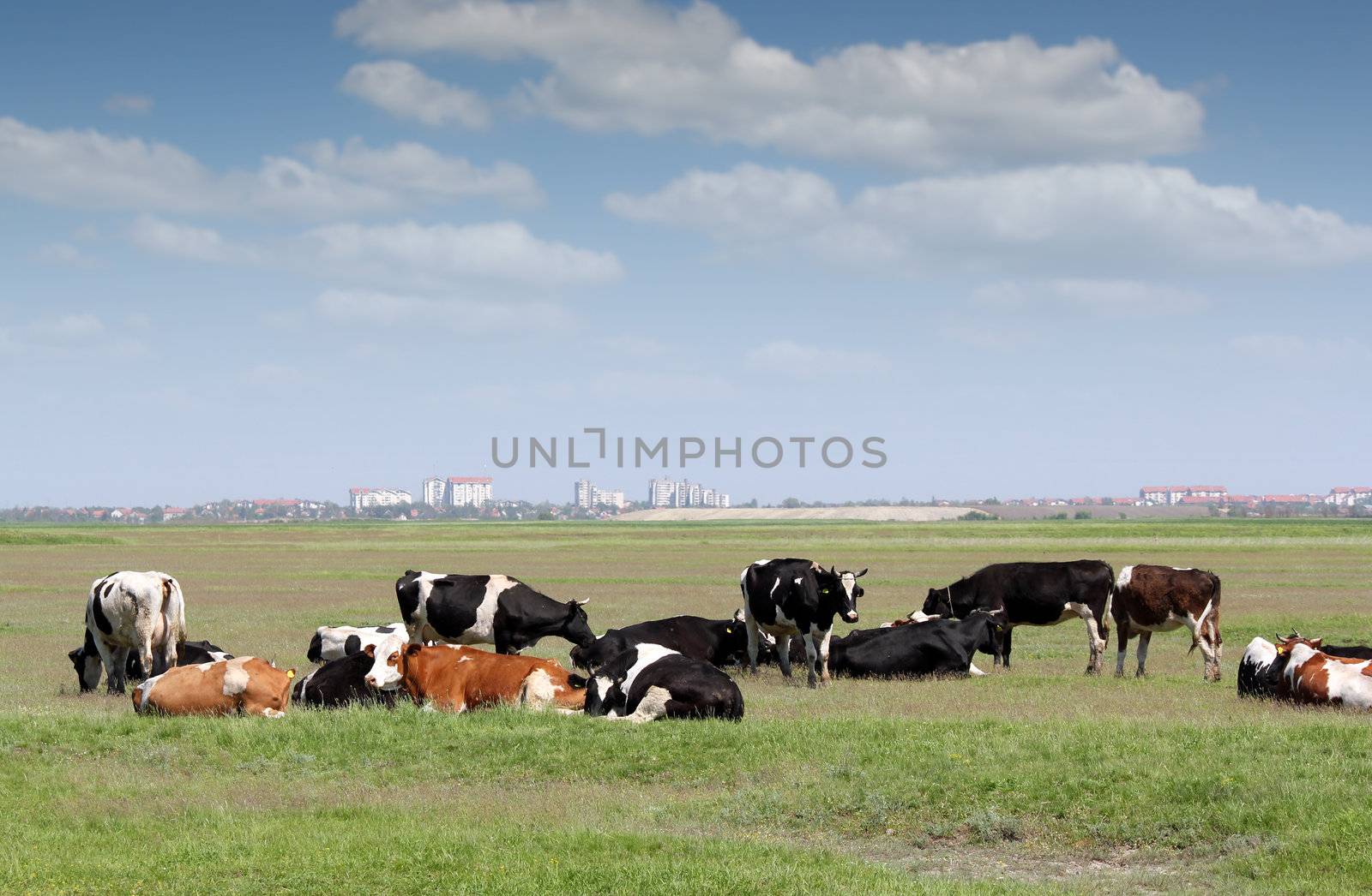 herd of cows on pasture with city in background