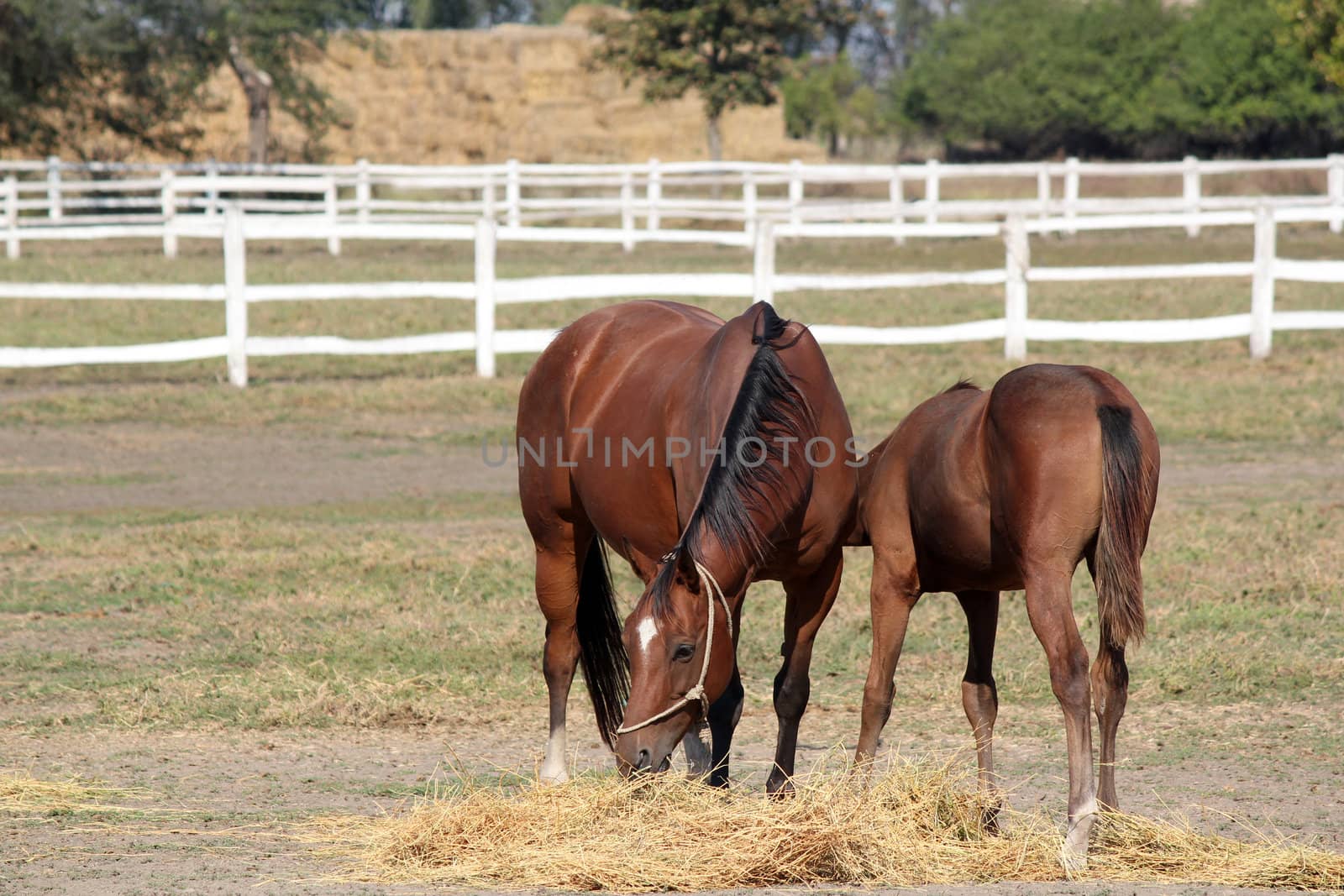 horse and foal in corral farm scene