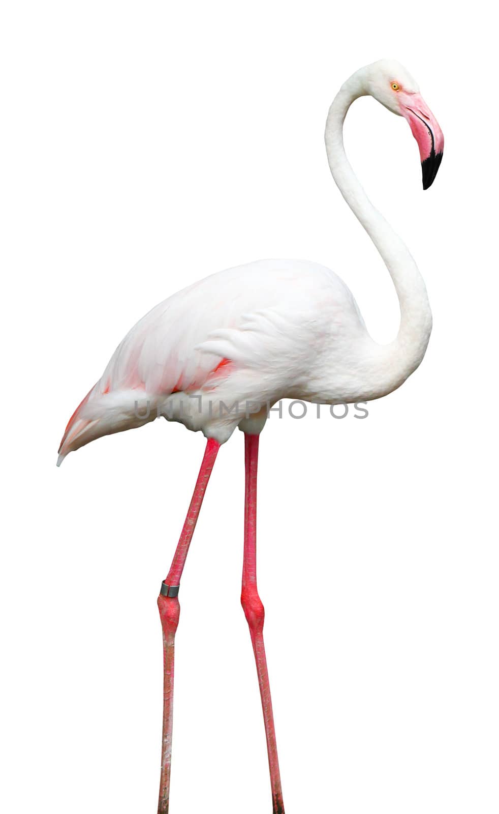 Bird flamingo walking on a white background