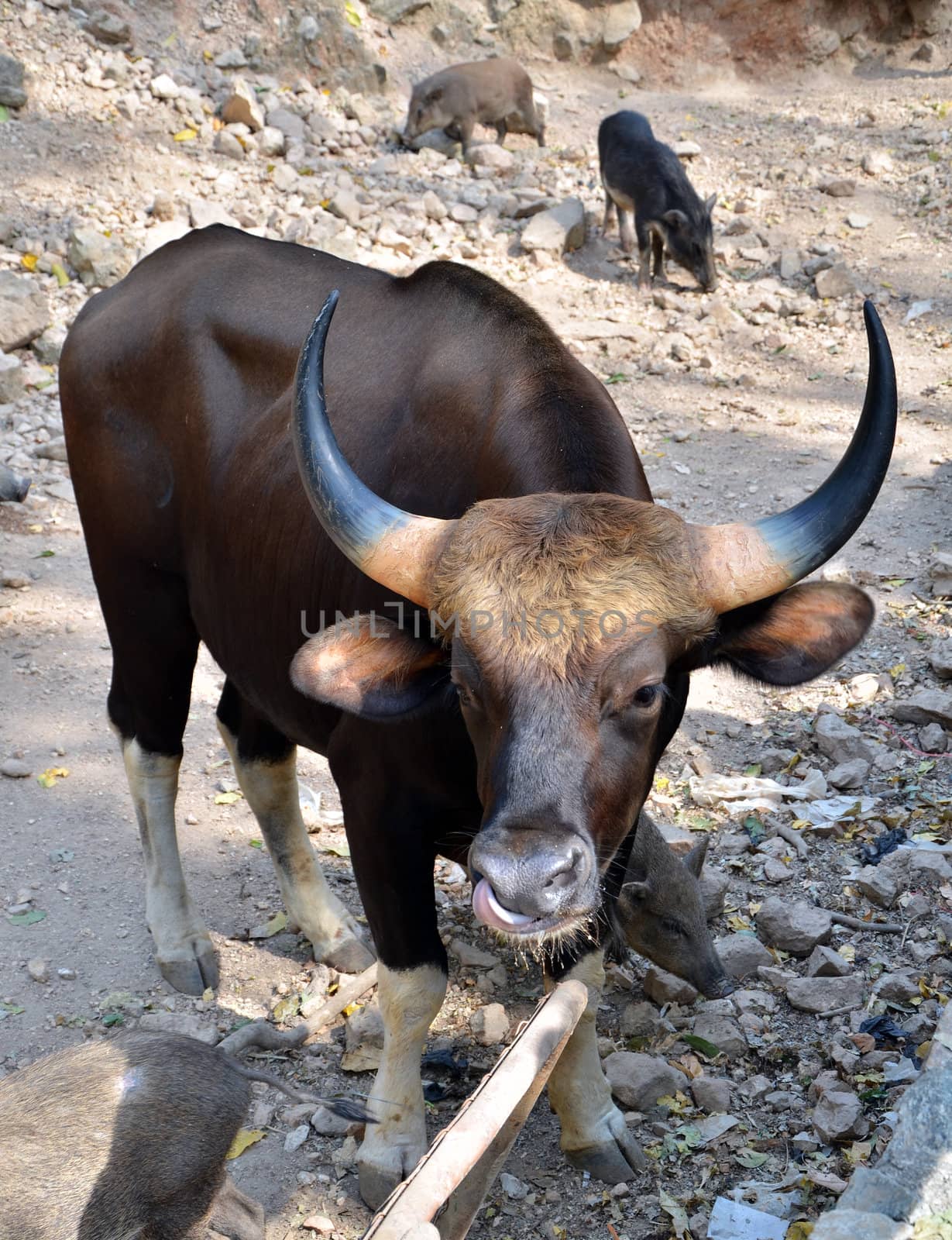 Gaur. Jiant black bull and Wild boars (Sus scrofa)  by siraanamwong