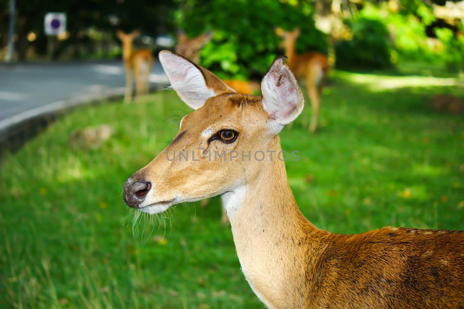 Whitetail deer fawn still in spots on a grassy by bajita111122