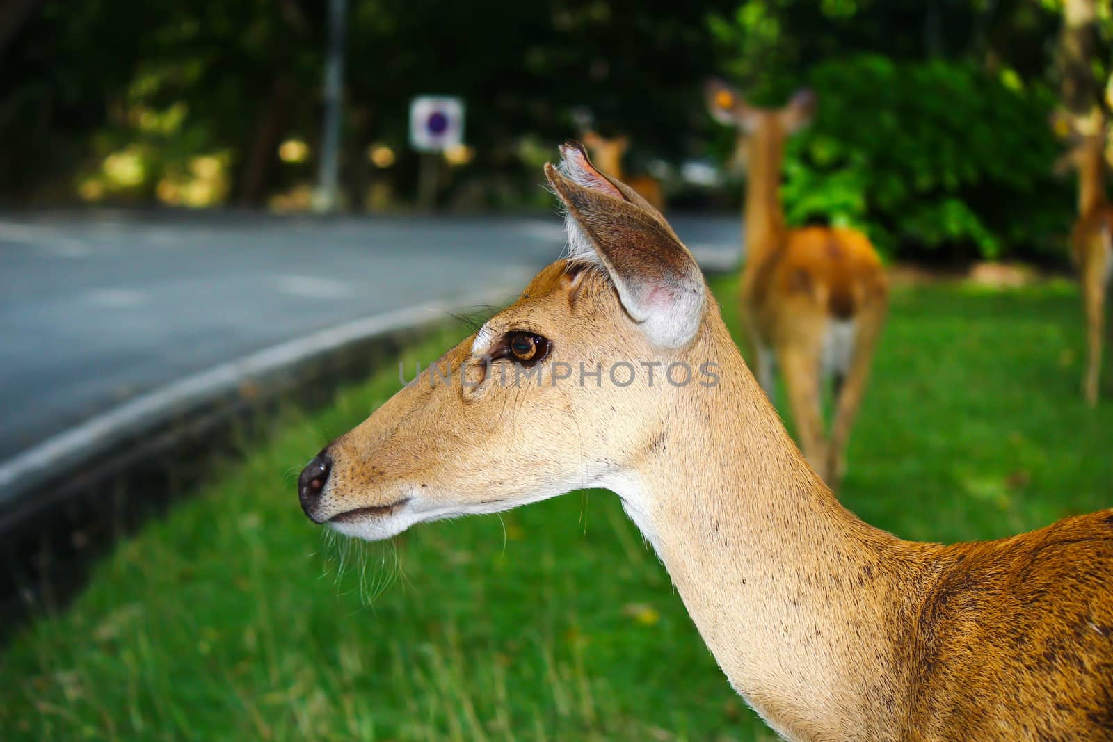 Whitetail deer fawn still in spots on a grassy by bajita111122