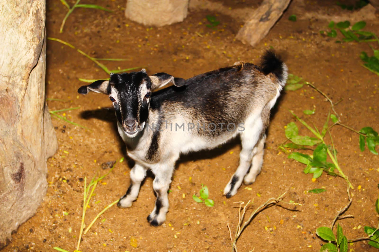Rove goat Kid