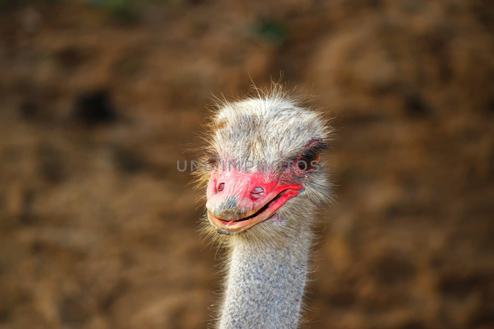 Close up on a ostrich's head