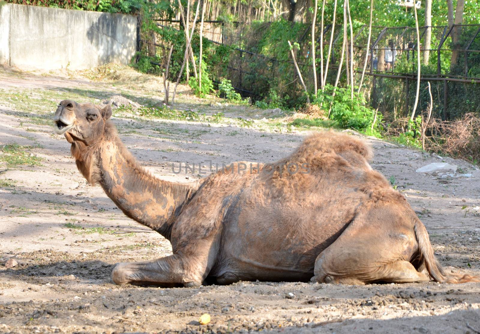 Dromedary camel sit on sand 