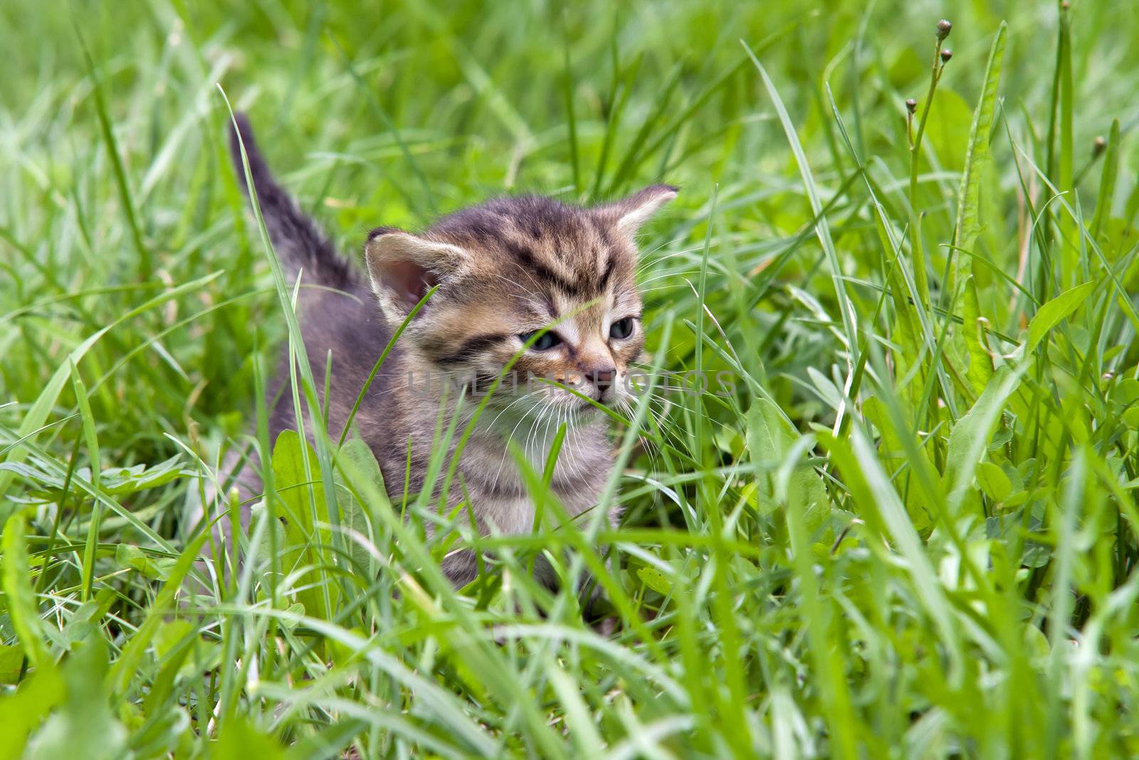 Image of the small cute kitten in the grass