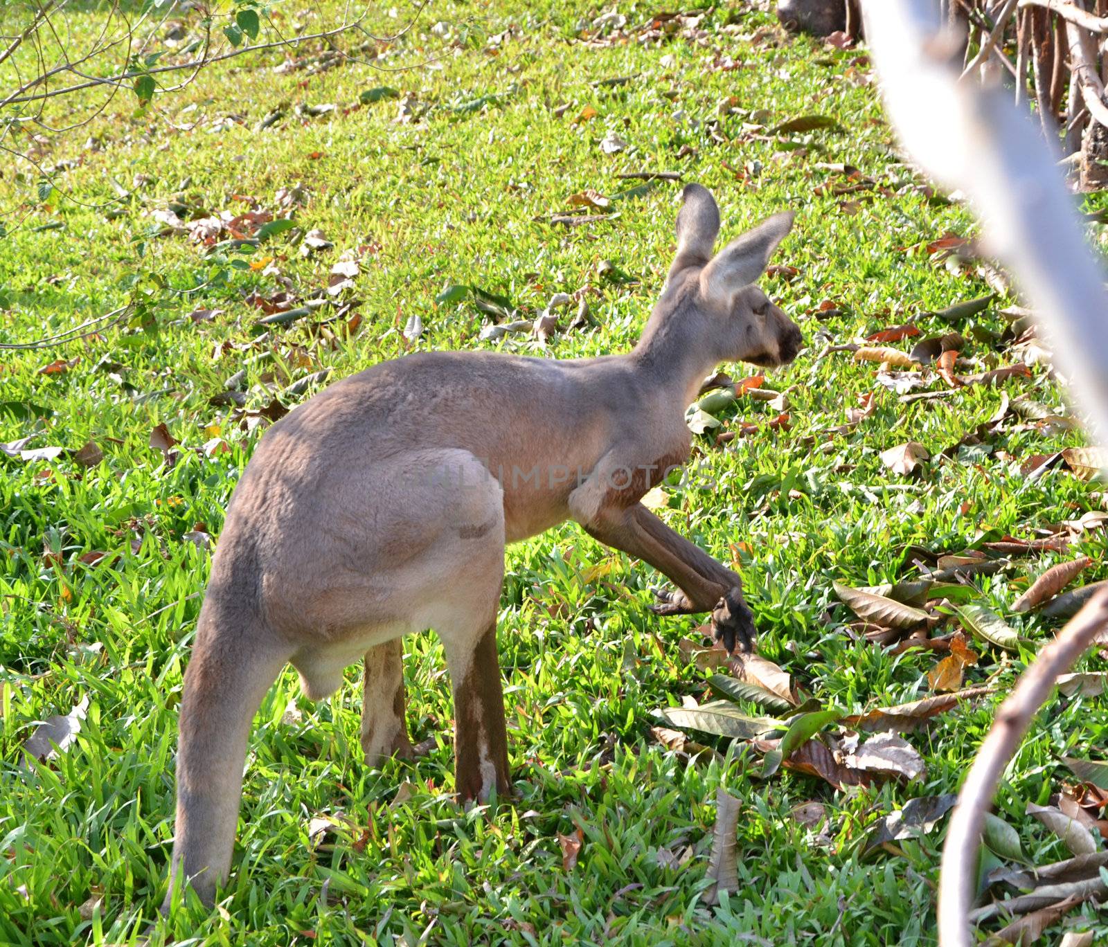 Young kangaroo in a thailand zoo