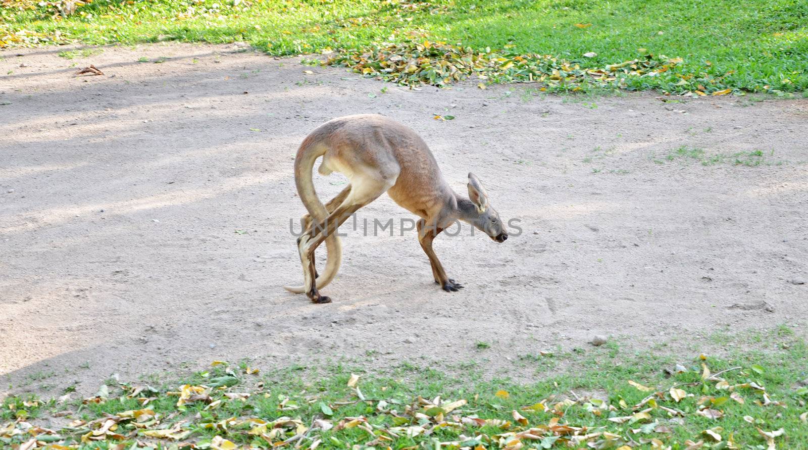 Alert grey kangaroo at zoo
