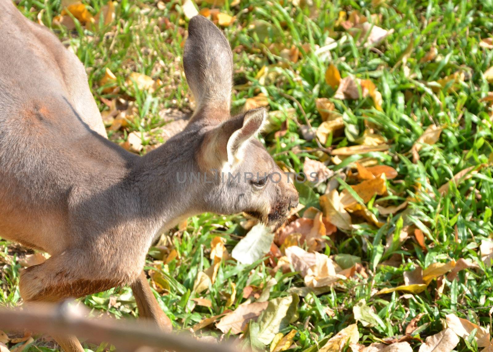 Close up of a grey kangaroo