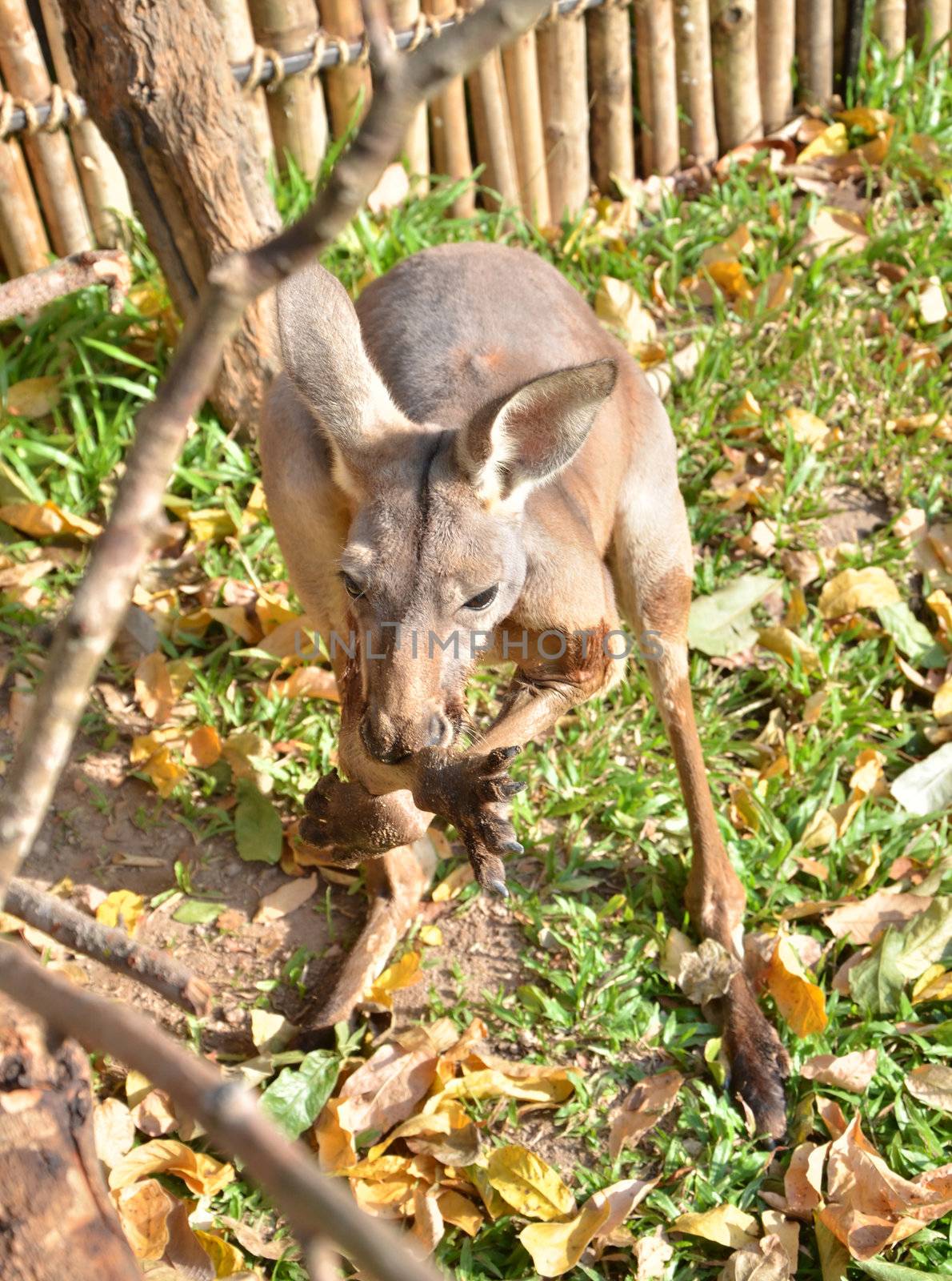 Close-up portrait of a Kangaroo by siraanamwong