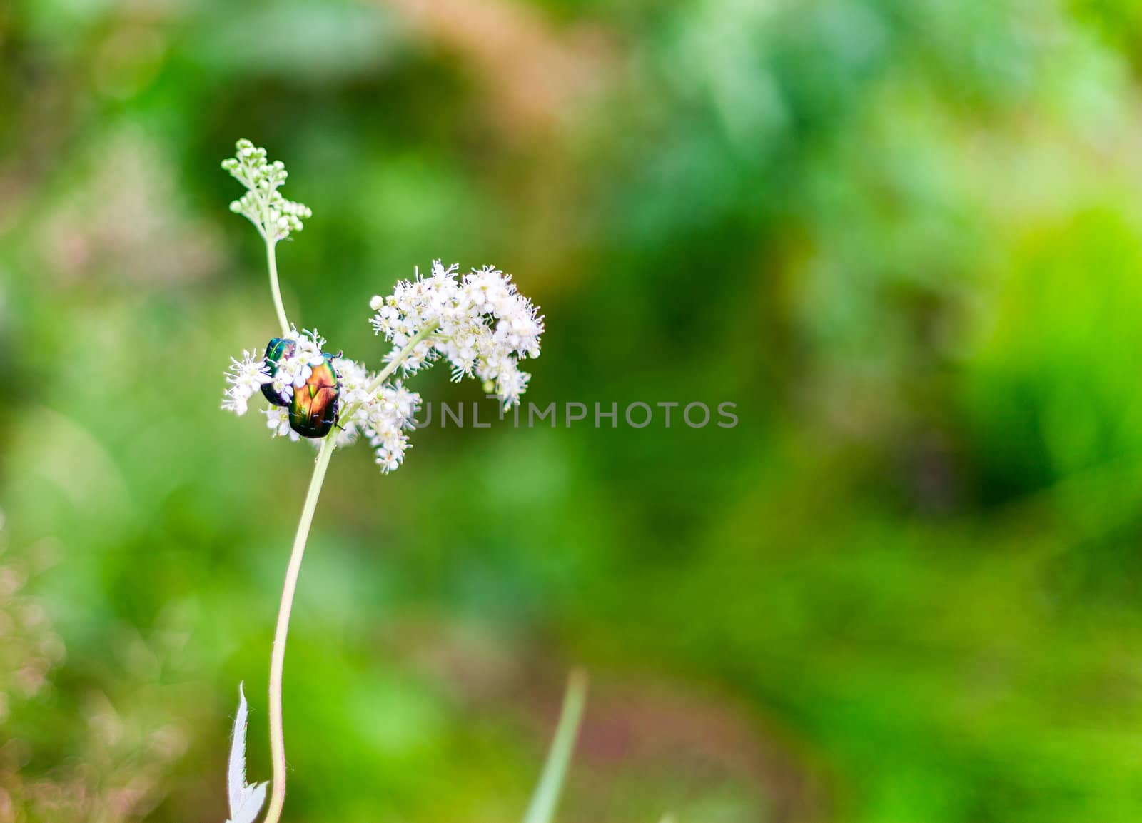 Big insect Beetle (green bug) on a flower.
