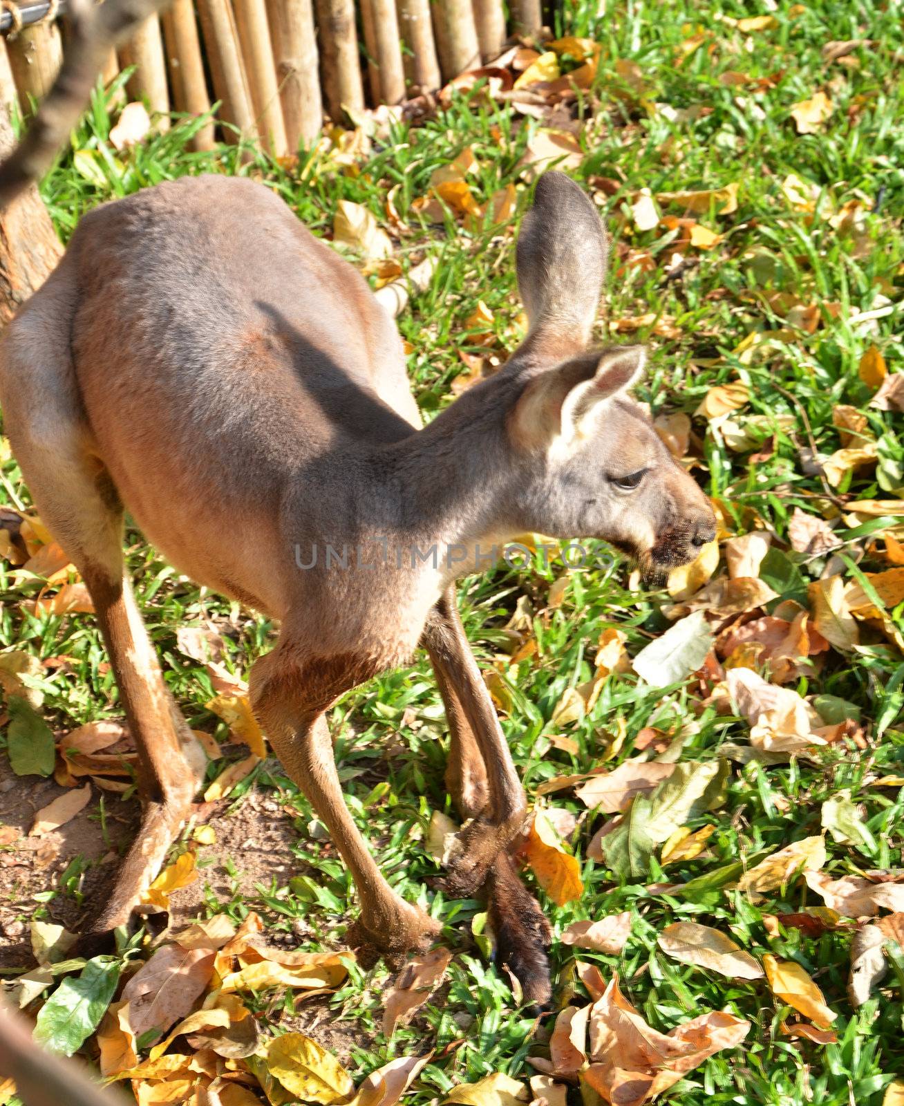 Alert kangaroo on grassland 