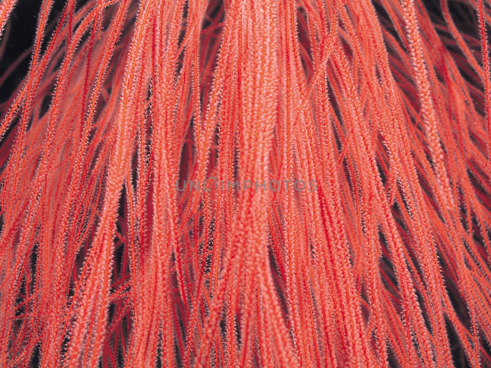 Corals by richardcoke
