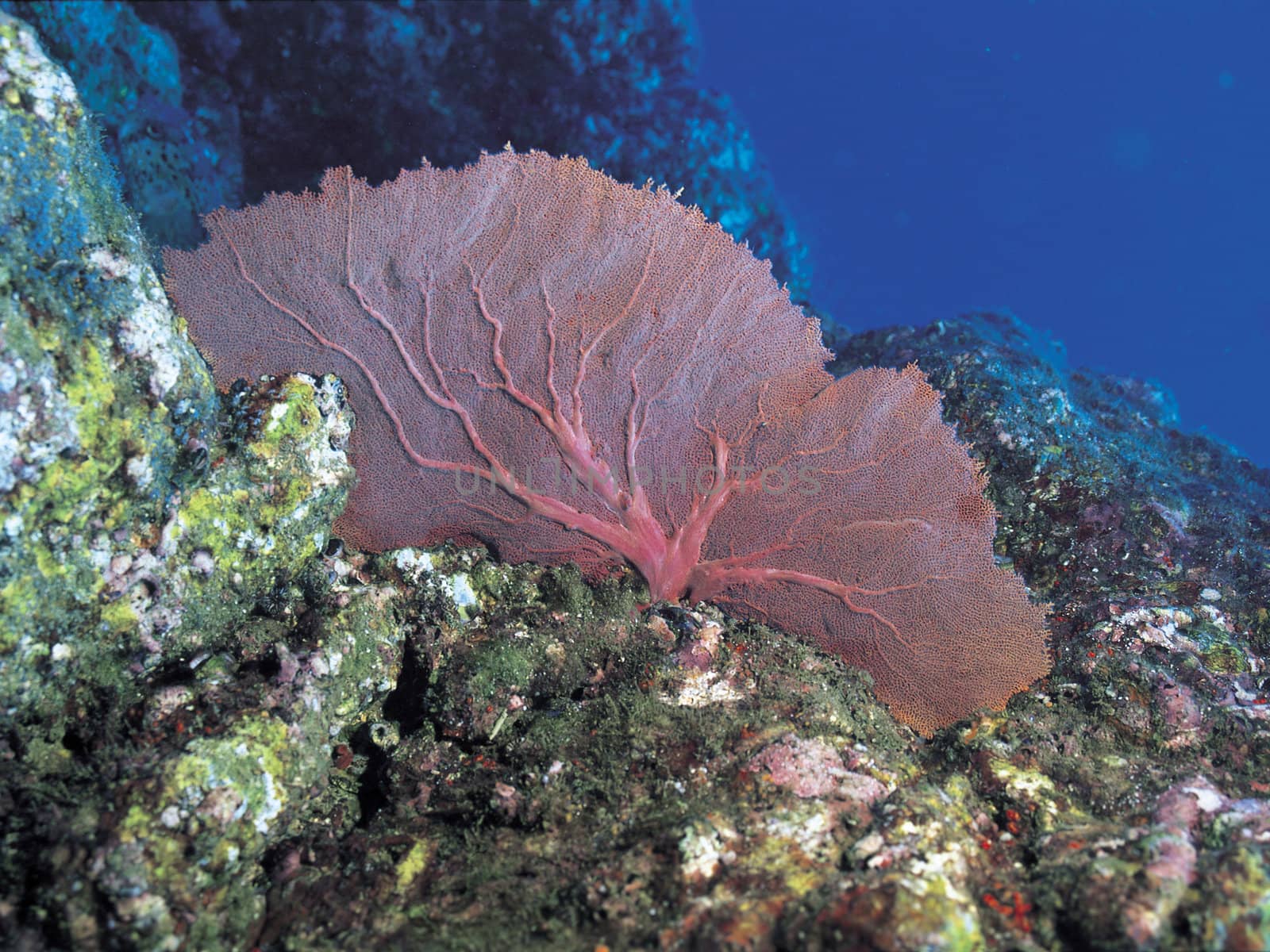Corals by richardcoke